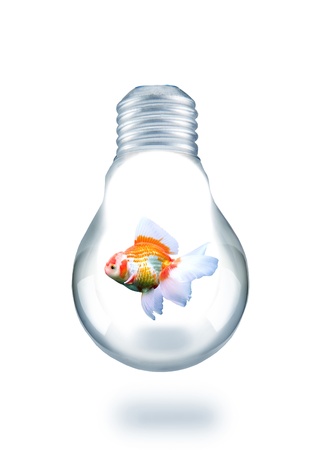 gold fish swiming in light bulbの写真素材