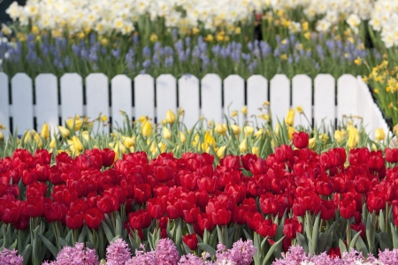 file of red tulip flower in the gardenの写真素材
