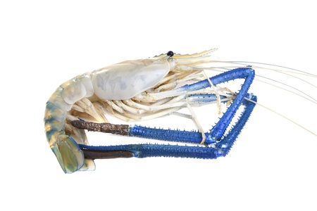 file of Fresh water Shrimps の写真素材