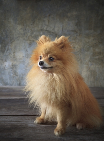 face of pomeranian dog sitting on wood floorの写真素材