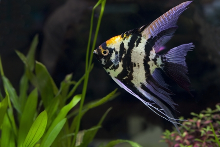 Angel fish in green aquarium  use for multipurpose