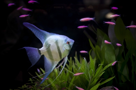 angle fish  in aquarium