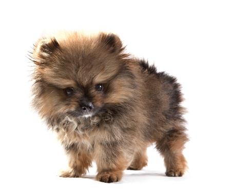close up face of pomeranian puppy on white use for dog themeの写真素材
