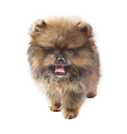 face of pomeranian puppy on white use for animals themeの写真素材