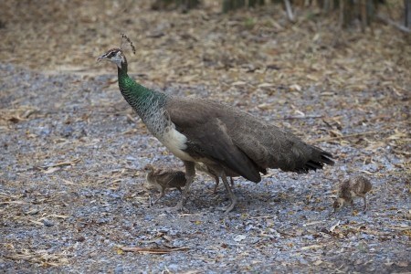 this file as face of indian peacock wild life and new born on fieldの写真素材