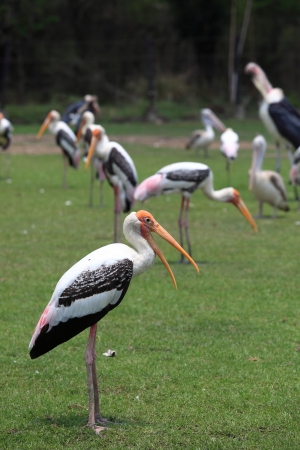 stork birdの写真素材