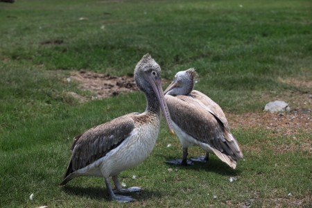 portrait of spot billed pelican bird with fresh water pool backgrounの写真素材