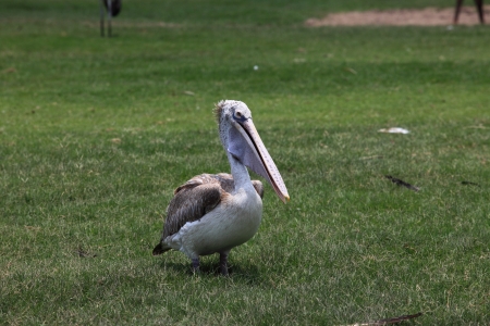 portrait of spot billed pelican bird with fresh water pool backgrounの写真素材