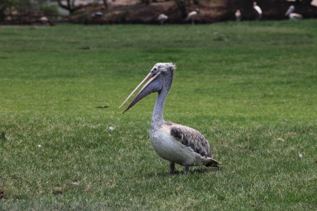 portrait of spot billed pelican bird with fresh water pool backgrounの写真素材