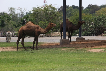camelの写真素材
