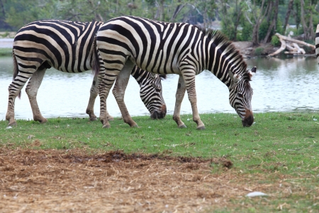zebra on green grass field full body eating green grass on fieldの写真素材