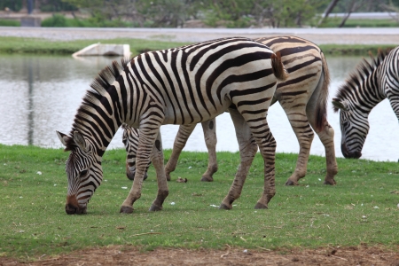 zebra on green grass field full body eating green grass on fieldの写真素材