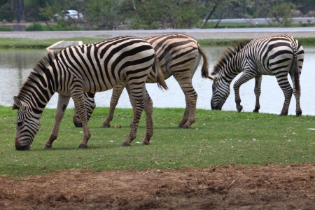 zebra on green grass field full body eating green grass on fieldの写真素材