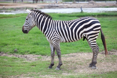 zebra on green grass field full body eating green grass on fieldの写真素材