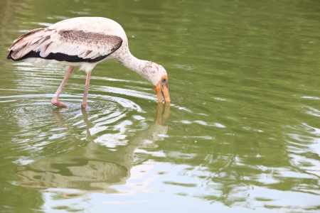 stork birdの写真素材