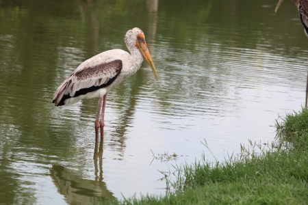 stork birdの写真素材