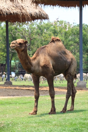 camelの写真素材