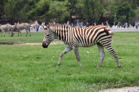 zebra on green grass field full body eating green grass on fieldの写真素材