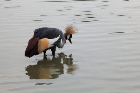 Grey Crowned Crane walking in water pond の写真素材