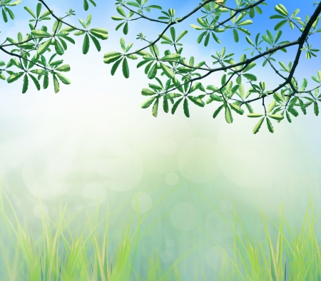 green leaves of tree branch in the morning light  use as natural freshness backgroundの写真素材