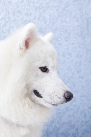 side face of white fur dogの写真素材