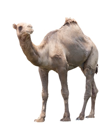 camel isolated white for multipurposeの写真素材