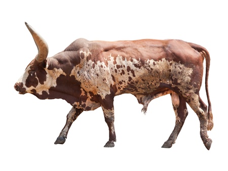 watusi  big ox cow isolated whiteの写真素材