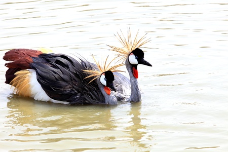 Grey Crowned Crane walking in water pond の写真素材