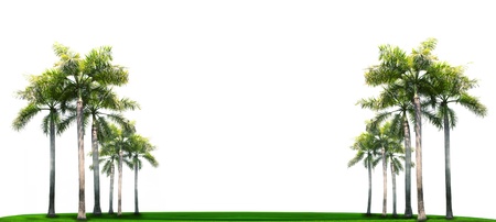 palm tree on green grass fieldの写真素材