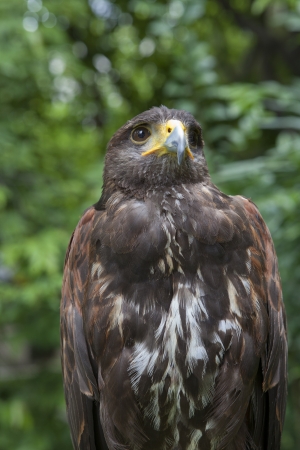 close up face of hawk bird use for multipurposeの写真素材