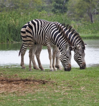 two zebra feeding in green grass field use for safari wildlife themeの写真素材