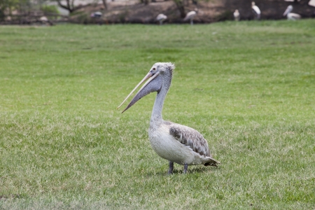 pelican bird on green grass field use for multipurposeの写真素材