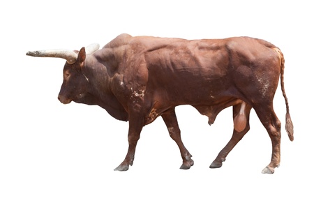 watusi big ox cow isolated white  use for multipurposeの写真素材