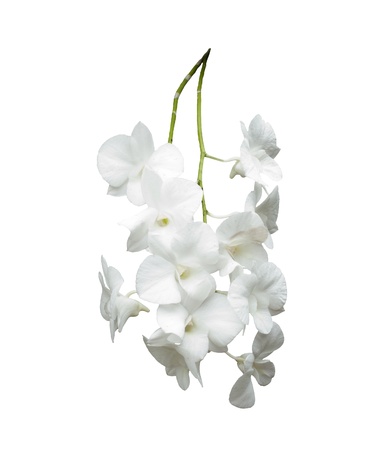 white orchid isolated white background for multipurposeの写真素材