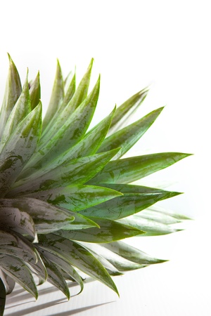 pineapple leaves on whiteの写真素材