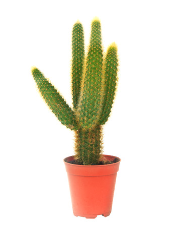 cactus in pot isolated white backgroundの写真素材
