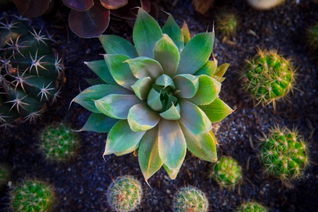 leaves cactus plant decorated in green houseの写真素材