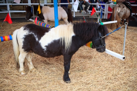 dwarf horse in rach farmの写真素材