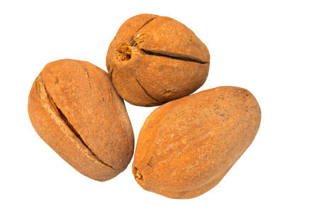 broad leaf mahogany seed isolated on white,mahogany in good herb fruit for healthy treatment の写真素材