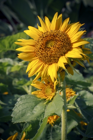 close up of sunflower plant in parkの写真素材