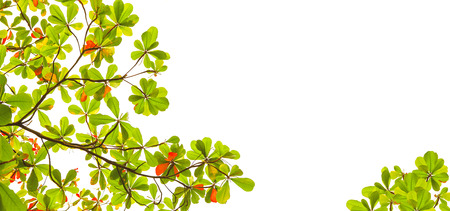 wide form of green and red sea almond leaves with tree branch isolated on white background use as natural copy space or multipurple backdropの写真素材