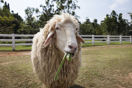 sheep in ranch farm eating green grass leaves の写真素材
