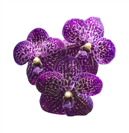 purple orchid isolated whiteの写真素材