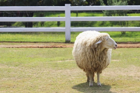 body part of sheep face standing on green grass field in ranch farm の写真素材