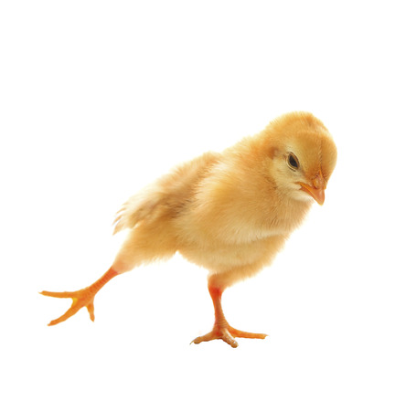little yellow young baby chick excercise yoka isolated on white backgroundの写真素材