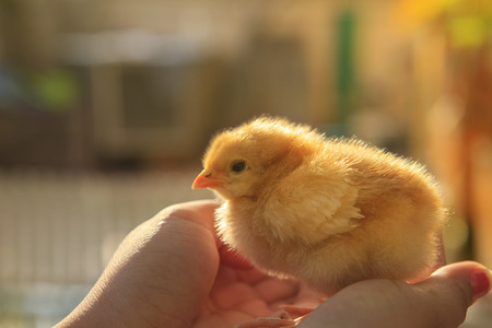young chick baby in hand の写真素材
