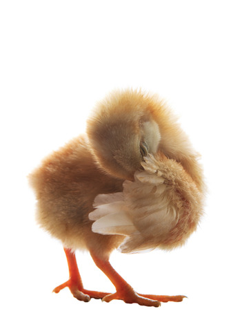 young little chick baby preen wing plumage feather isolated on white backgroundの写真素材