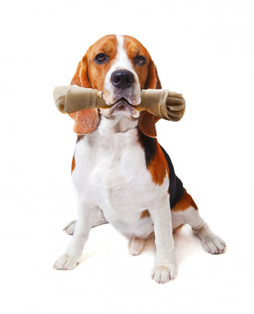face of beagle dog with rawhide bone in his mouth isolated white background use for cute  animals and lovely pets themeの写真素材