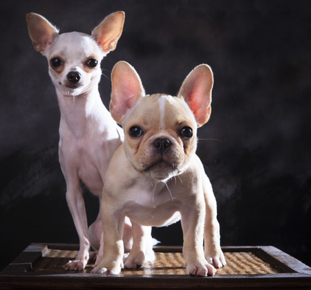 portrait of french bulldog and chihuahua puppies with studio lightの写真素材