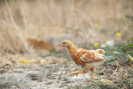 young chicken running in fileld の写真素材